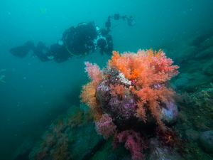 Underwater Ecological Survey